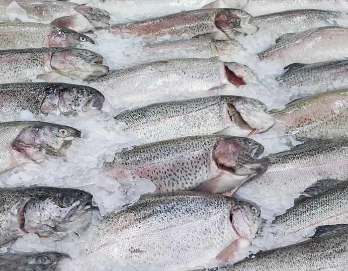 水产品保鲜的灵魂—冰块